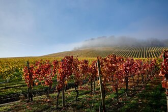 Goldene Reihen, rotes Laub und Nebelschleier: Der Weinherbst zeigt sich von seiner schönsten Seite. | © Kraichgau-Stromberg Tourismus e.V.