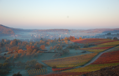 Blick über die Weinberge vom Weingut Haeussermann in Diefenbach | © Weingut Haeussermann