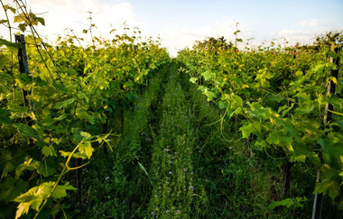 Weingut Honold | © WEINGUT LUDWIG HONOLD