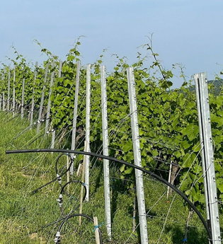 Weingut Jaggy | © Weingut Jaggy