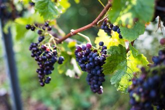 Weingut Kircher