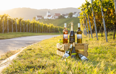 Weinflaschen im Weinberg | Sachsenheim | Weingut | © Weingut Kurt und Dietmar Ott