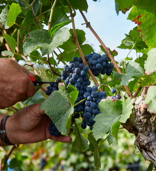 Ein Winzer bei der Traubenlese – Handarbeit im Weinberg für höchste Qualität im Glas. | © Kraichgau-Stromberg Tourismus e.V.