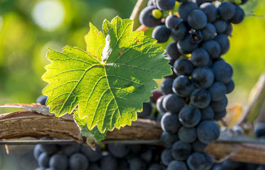 Rote Weintrauben am Rebstock | © TMBW