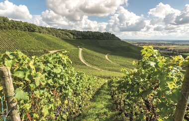 Weingut Thomas Winkler | © Neckar-Zaber-Tourismus e.V.