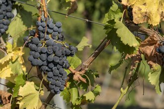 Weingut Volz