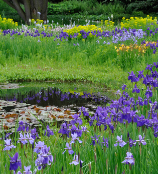 Weinheims Grüne Perlen | © Cassian Schmidt