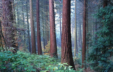 Weinheims Grüne Perlen | © Traudel Holle