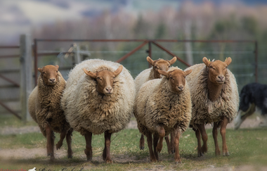 Fünf Schafe rennen auf einen zu. | © Petra Liebich