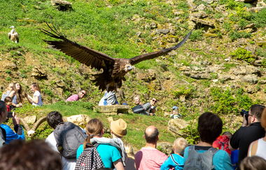 Ein Geier fliegt bei der Fütterungsrunde über eine Menschenmenge. | © ps:ag