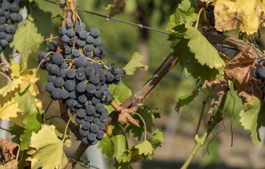 Winery Heilbronn - Weinhandel GmbH