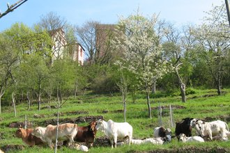 Zebuhof Gamburg | © Unbekannt