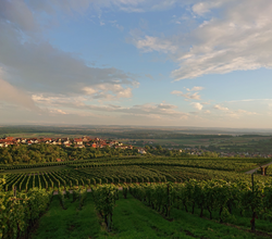 © Weingut Weiberle