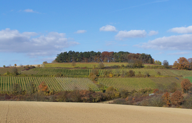 Blick auf den Wald über einen Acker | © Land der 1000 Hügel - Kraichgau-Stromberg