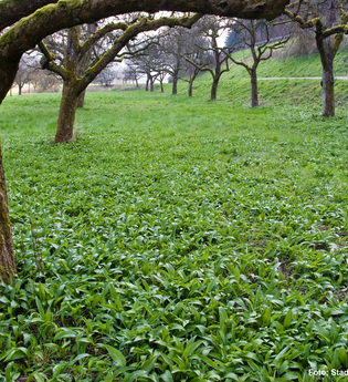 Bärlauchweg | © Stadt Eberbach / Andreas Held