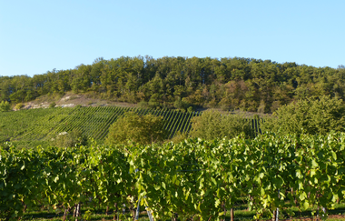 Bartenberg-Rundweg | © Land der 1000 Hügel - Kraichgau-Stromberg