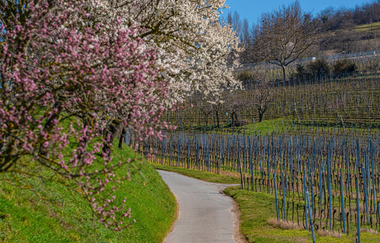 Ein Wanderweg führt durch die Landschaft, links sind Mandelbäume in voller Blüte, rechts sieht man Weinberge. | © Thomas Fischer
