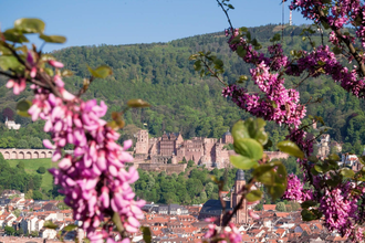 Bergsträßer Blütenweg - Etappe 5: von Schriesheim nach Heidelberg