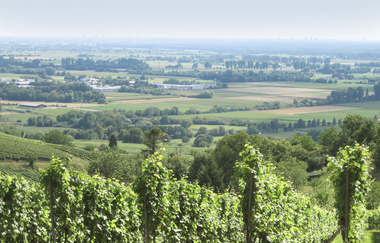 Bergsträßer Burgensteig - Etappe 4: von Heppenheim nach Hemsbach | © Bettina Gessinger