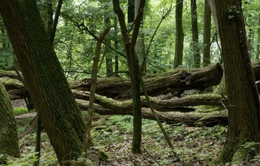 Bergsträßer Burgensteig - Etappe 6: von Weinheim nach Hirschberg-Großsachsen | © Roland Robra