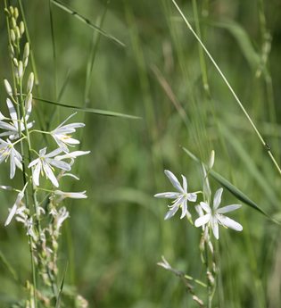 Bergsträßer Burgensteig - Etappe 7: von Hirschberg-Großsachsen nach Schriesheim | © Roland Robra