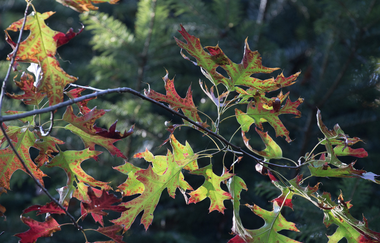 Bergsträßer Burgensteig - Etappe 7: von Hirschberg-Großsachsen nach Schriesheim | © Roland Robra