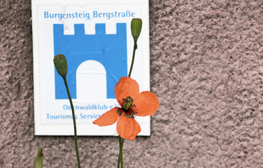 Bergsträßer Burgensteig - Etappe 7: von Hirschberg-Großsachsen nach Schriesheim | © Roland Robra