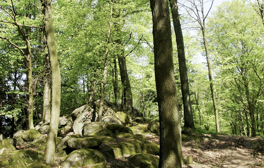 Bergsträßer Burgensteig - Etappe 7: von Hirschberg-Großsachsen nach Schriesheim | © TSB