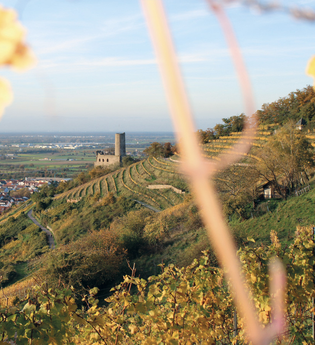 Bergsträßer Burgensteig - Etappe 8: von Schriesheim nach Dossenheim | © TSB