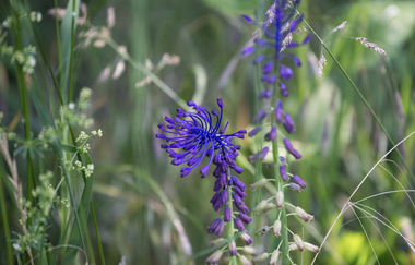 Bergsträßer Burgensteig - Etappe 9: von Dossenheim nach Heidelberg | © TSB