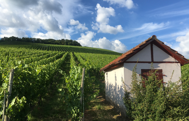 Bikepacking-Overnighter: Gravelbike-Tour von Karlsruhe nach Heilbronn - Etappe 2 (Vaihingen a. d.  Enz - Heilbronn) | © Land der 1000 Hügel - Kraichgau-Stromberg