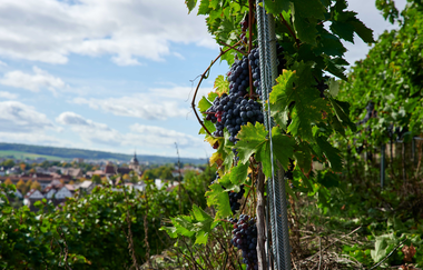 Bikepacking-Overnighter: Gravelbike-Tour von Karlsruhe nach Heilbronn - Etappe 2 (Vaihingen a. d.  Enz - Heilbronn) | © Kraichgau-Stromberg Tourismus e.V.