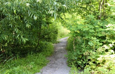 Bössinger Wald-Trail | © Unbekannt