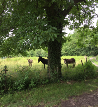 BR5 - Panoramarunde Schlachthof und Langental | © BTMV GmbH
