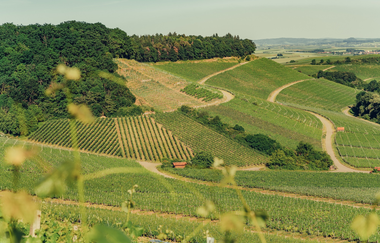 Weinberge Zweifelberg | Brackenheim im HeilbronnerLand | © Christian Frumolt | Touristikgemeinschaft HeilbronnerLand e.V.
