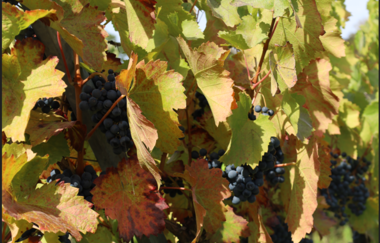 Brackenheim Rundtour | © Stadt Brackenheim