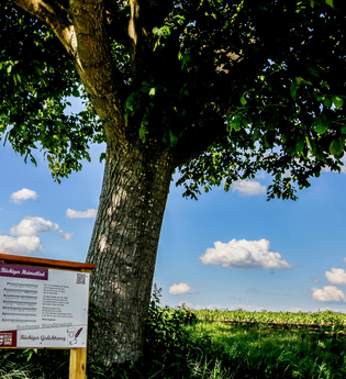 Bretten/Büchig - Büchiger Gedichteweg | © Stadt Bretten