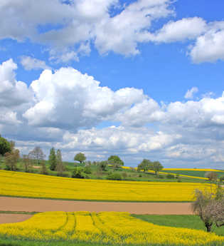 Bretten/Diedelsheim: Buchwald-Rundweg | © Stadtverwaltung Bretten