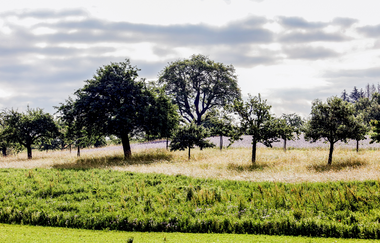 Bretten/Gölshausen: Fitness-Trail | © Stadtverwaltung Bretten