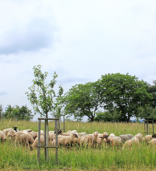 Bretten/Gölshausen: Streuobstwiesenpfad | © Stadtverwaltung Bretten