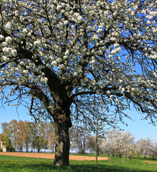 Bretten/Neibsheim und Büchig: Kapellenweg | © Stadt Bretten