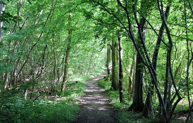 Brettwald-Trail | © Unbekannt