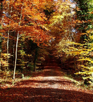 BT3 - Kleine Wanderung durch den Großen Wald | © Tourist-Info Bretten