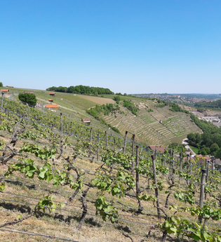 Enzschleifen-Rundweg | © Land der 1000 Hügel - Kraichgau-Stromberg