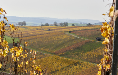 Blick in die bunten Weinberge | © Kraichgau-Stromberg Tourismus e.V.