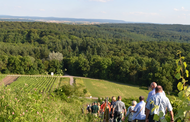 Eine Gruppe Menschen wandert auf einem Weinberg des Hilsbacher Eichelberg im Grünen | © Stadt Sinsheim