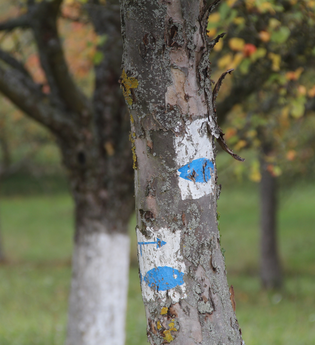 Fischwanderweg Kraichgau Kraichtal (Kurz- und Langroute) | © Stadtmarketing Kraichtal