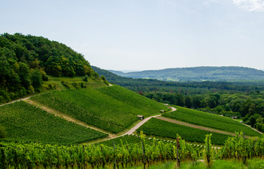 Fahrradweg durch die Weinberge | © GravelDeluxe