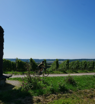 Fahrradweg durch die Weinberge | © Kraichgau-Stromberg Tourismus e.V.