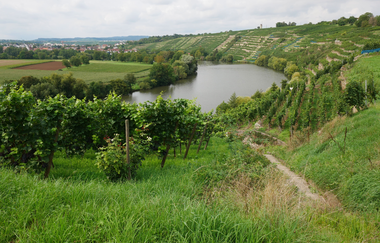 Kirchheimer Weinterrassen | © Kraichgau-Stromberg Tourismus e.V.